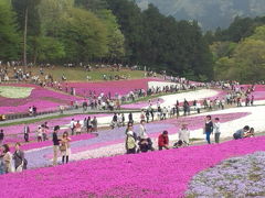 地元埼玉の、羊山公園の芝桜を初めて見に行きました♪