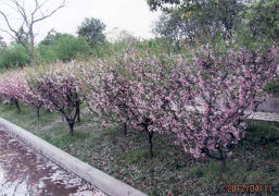 上海の世紀公園・花見・桜