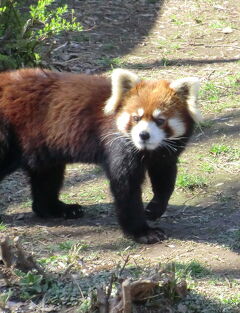 なんて可愛いの～♪　市川市動植物園のレッサーパンダたち