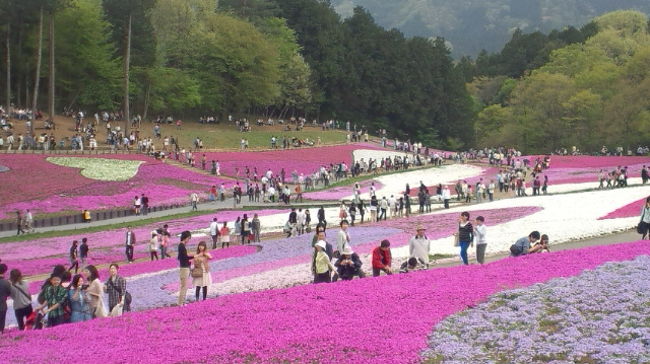 地元埼玉の、羊山公園の芝桜を初めて見に行きました♪