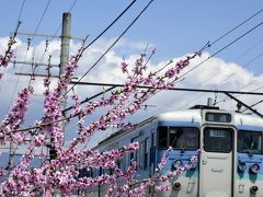 青空と満開な桃の花に誘われて・・・桃色に染まった山梨春日居町に訪れてみた