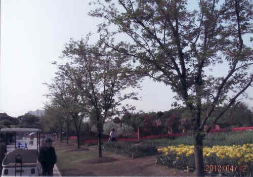 上海の羅城路・上海植物園・2012年4月・１/2