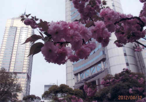 今年（2012年）の桜開花予想は当初寒さの為４月１０日頃との予想が出されたが直近で早まり既に葉桜となってしまった。染井吉野は終わってしまいましたが八重桜が満開でしたので良かった。また今は桜だけでなく桃、菜の花、牡丹など多くの花々が咲き誇っています。上海の桜は総じてまだ若く背丈も低く、日本の桜並木の様な見ごたえは有りません。桜の育て方は難しい、肥料から始まり、植える間隔が狭く根が広く張出せない、枝の広がりは根の広がりと同じと言われています。苗木の形が悪く幹が細い、根元から細い枝が何本も出ていて太い幹が有りません。桜切るバカ、梅切らぬバカ、植えて５年間が勝負だそうです。東京と上海の気候は気温、湿度、降雨量共に似ていますので技術指導があれば大きく育つでしょう。牡丹は昔から中国で育てられた花ですので見事に咲いています。他にも沢山の花が咲いています。春の上海花巡りをご覧下さい。<br /><br />