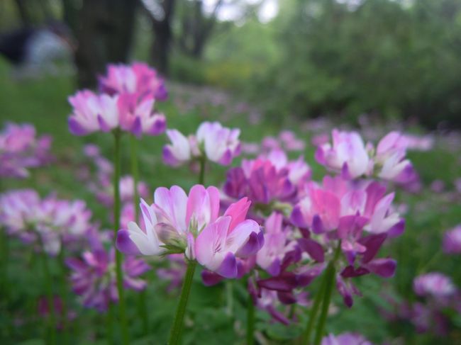 桜が散り、チューリップも萎れ始めた4月30日、関西から帰省中のまもちんさんと昭和記念公園はこの日2回目のトラッキー☆さんを迎えて昭和記念公園ファン倶楽部のオフ会が行われました。<br /><br />まもちんさん・トラッキー☆さんデビューオフ会です♪<br /><br />若葉萌え出る公園でのオフ会参加者は、<br /><br />『昭和記念公園ファン倶楽部』管理人もろずみさん、トラッキー☆さん、まもちんさん、morino296さん、夏への扉さん、まみさん、のりアロハさん、CANさん、そして私コクリコの9名です。<br />参加予定だった唐辛子婆さんは、オランダ旅行後体調を崩し欠席。<br />唐辛子婆さんとめぐみ☆さんはメールで参加してくださいました。