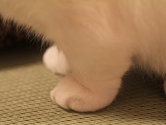 【猫カフェ52】 魚伊のうなぎと猫カフェ　「猫の時間」