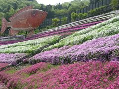 お花のじゅうたん・芝桜の小道