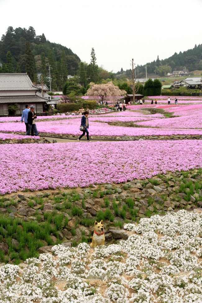 兵庫県の永澤寺に芝桜を愛でにいきました。<br />思っていたほどには広くなかったですが、いろんな種類の芝桜が見ごろをむかえており綺麗でした。<br />