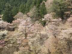 吉野山奥千本・上千本の桜