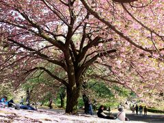 GW初日の観劇前に、有終の美の八重桜と新緑の新宿御苑！