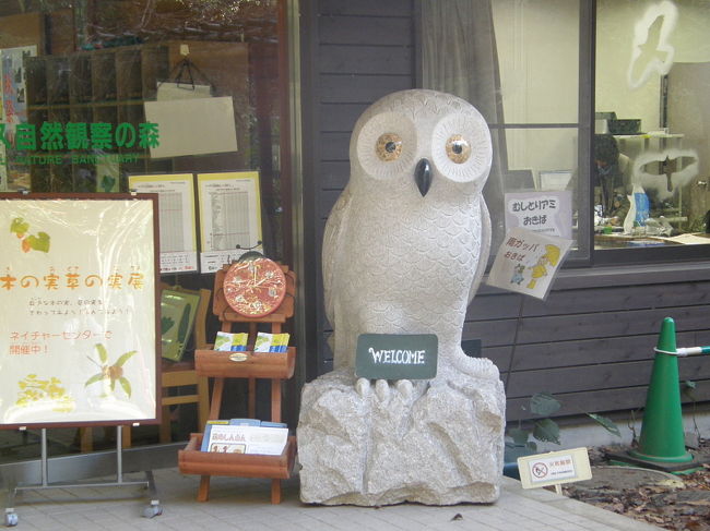 久しぶりに「牛久自然観察の森」に行ってみました。<br />この時期、夏鳥が去って冬鳥がまだ来ていないので、あまり野鳥が見られなかった。<br /><br />表紙写真は、「牛久自然観察の森」のネーチャーセンター入口にあるフクロウの彫刻。<br />