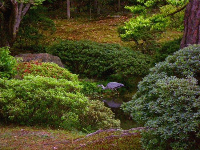 京都には学生時代下宿していましたが、学生時代はそれほど社寺に興味がなく（今思えばもったいないことですが）京都御所を見学したことがありませんでした。<br /><br />今回仕事の都合で関西に向かう機会がありました。そのチャンスを生かして御所見学をさせていただきました。<br /><br />京都御所は京都御苑の中にあります。御苑は自由に出入りできますが御所は春秋の一般公開以外は事前許可制です。<br /><br />京都御所は鎌倉時代中期から明治時代初頭まで歴代天皇が住んでいた宮殿をさします。また隣接した京都大宮御所は、現在は天皇、皇后、皇太子及び皇太子妃の京都府への行幸啓（旅行）の際の宿泊や国賓の宿泊に使用されているそうです。<br />