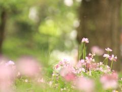 新緑と花がいっぱいのGW前半の昭和記念公園オフ会（後編）オタマジャクシのトンボの湿地と盛りだくさんでびっくりの日本庭園───そしてラストのハイライトのレンゲソウ