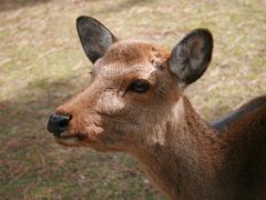 奈良公園　あいくるしい鹿　　興福寺　国宝館　五重塔