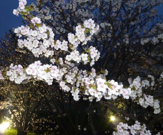 今年も札幌の独立行政法人「寒地土木研究所」（札幌市豊平区平岸１−３）の敷地内に約２００本植えられている千島桜が開花しました。５月２日から11日までの期間、午前８時半から午後８時まで一般公開されており、夜にはライトアップもされています。今春は昨シーズンよりも花の咲き具合が早いようで、公開初日から開花がかなり進んでいました。