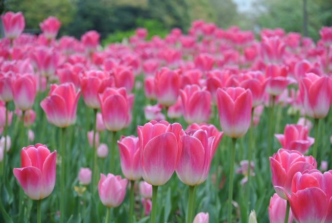 １週間前に昭和記念公園でチューリップを楽しんだのですが、地元横浜のチューリップにも会いたくて出掛けました。<br />この日は、曇り空で気温も上がらず、チューリップを楽しむ人は少なかったですが、色とりどりの花を楽しむことが出来ました。<br /><br />横浜公園のチューリップは６９種類、１６万本、市民ボランティアによって植えられています。<br />チューリップまつりは４月１３〜１５日でしたが、この日はまだ見ごろだったようです。<br /><br />チューリップの花ばかりの旅行記ですが、宜しければご覧ください。