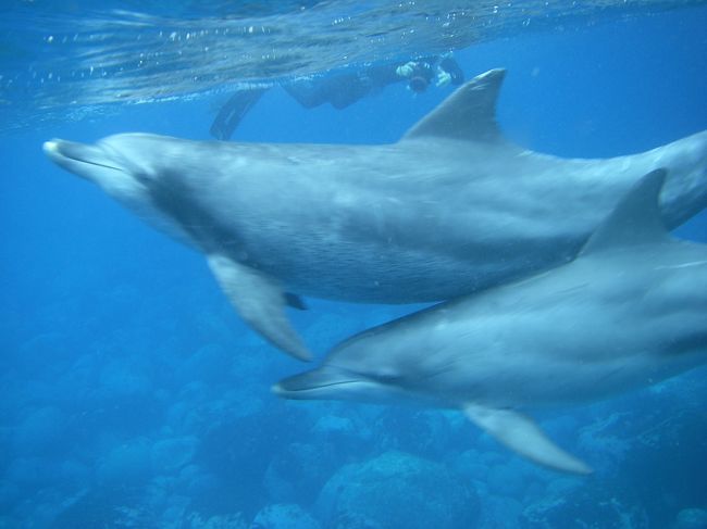豊かな水と森に惹かれ、以前に調べた事のある御蔵島。<br />欠航率が高い上、一人では宿も取り難そうで…<br />一度、観光協会に問い合わせのメールをしたけれど、<br />返事が無くそのままずっとリストから外れてました。<br />この春、ふと思い出し再度調べてみると、<br />以前よりハードルの高さを感じなくなってたので、<br />(若干、旅慣れてきた為か?)<br />混みそうなGWは外して計画しました。<br />が、やはり難易度の高い御蔵島!出発日のお昼に宿から<br />「天気が下り坂で来ても何も出来ない可能性が高い上に、<br />帰れなくなりそうだから来ない方がよい」との電話が…<br />GWでも飛び石付近だったらまだ宿に空きがあるって!<br />急遽お休みを頂けるようお願いし予定変更、再チャレンジ!<br />久々にGWに旅に出る事になりました。<br />さすが御蔵島、予定通りには行かないわ~<br />