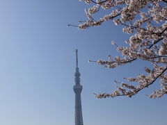 東京天空樹スカイツリー春爛漫