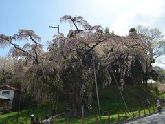 福島へ　２日目前半　三春滝桜、紅枝垂れ地蔵ザクラ（中田町）、さくら・はなもも回廊