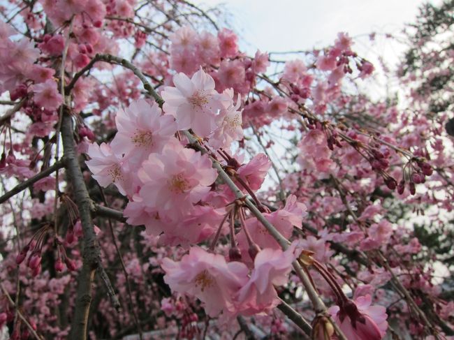 のなめ夫です。<br />最近草花の美しさに関心を持てるようになり（年とったなぁ）京都の数ある桜の名所のなかでも醍醐寺のしだれ桜がすごく立派だと聞き訪れることにしました。<br /><br />　