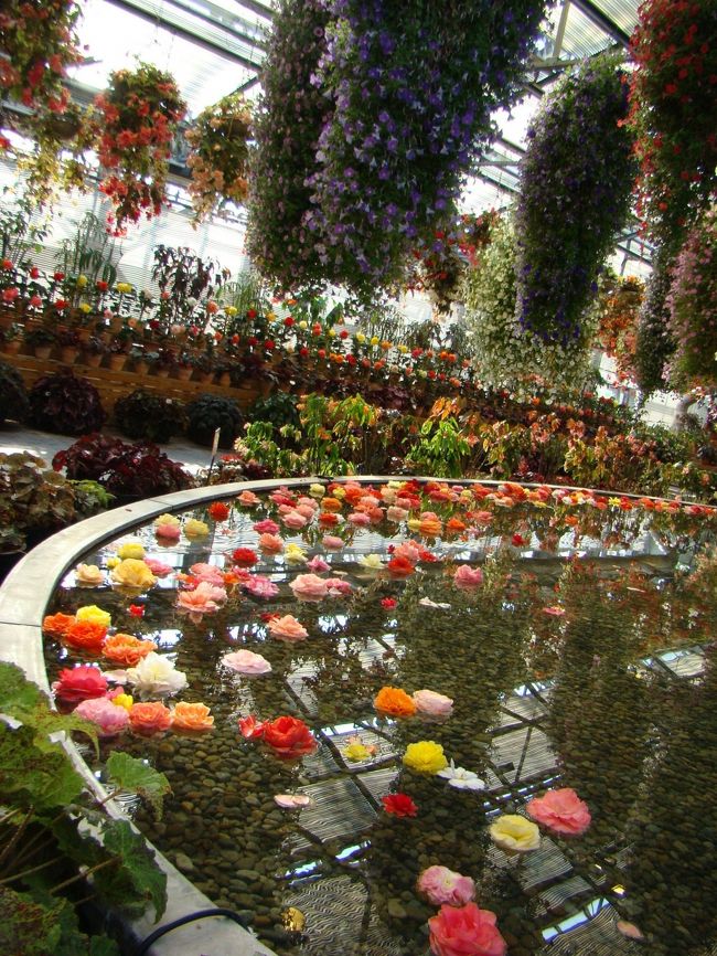 <br />　ベゴニアガーデンでは、数多く見たコトのない形のベゴニアに<br />　感動しました♪<br /><br />　HPから・・・・・・・・・・・・・・・・・・・・・・・・・・・・・<br />　9000?の大温室。<br />　大輪の花ベゴニアをはじめ、世界各国から集めた数百種・<br />　１万２千株の絢爛たる花々が4棟から成る大温室で常時栽培･<br />　展示しております。<br />　まるで絵画の中に足を踏み入れたかのようなベゴニアの花の<br />　美しさは、見る人を虜にすること間違いなしです<br />　　　・・・・・・・・・・・・・・・・・・・・・・・・・・・・・・・・・<br /><br />　１年中楽しめるようになっているベゴニアガーデンのようです。<br />　すごくキレイに管理手入れされていて素晴らしかったです。<br />　飽きずに最後までゆっくり眺め楽しみました☆<br /><br /><br /><br />　<br />