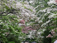 郷土の歴史を学び花を愛でる散策の旅