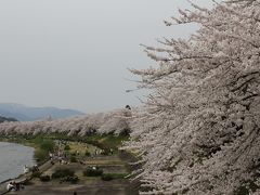 みちのく桜紀行　2012年　その４　角館武家屋敷しだれ桜と桧木内川の満開の桜並木・田沢湖・乳頭温泉