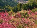 静岡-1 つたの細道を往く　梅の花咲く峠を越えて　☆在原業平の歌碑もあり