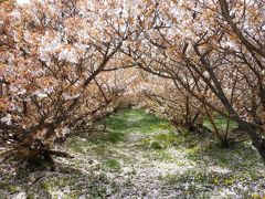 出張ついでに龍安寺と仁和寺の桜を見に