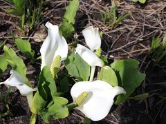 みちのく桜紀行　2012年　その５　刺巻湿原・千秋公園・象潟