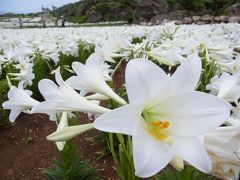 2012年4月はるのきとねいちへ行く。②伊江島～ゆり祭りへ