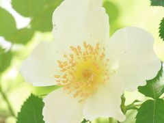 バラの饗宴～世界に誇るバラ園・花フェスタ記念公園