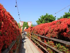 長岡京市の長岡天満宮キリシマツツジ、乙訓寺のボタン。