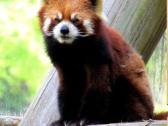 ＧＷ四国レッサーパンダ紀行【３】　とべ動物園　初めまして緑乃介君、リンリンちゃん、シャンチー君　お久しぶり優花ちゃん　とべZOOはかわいい赤ちゃん動物でいっぱいでした