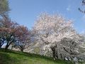 烏帽子山公園の桜