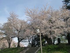 烏帽子山公園の桜（愛称木）