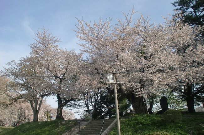 ひとつひとつに名前が付いてる桜と他の地区で有名な桜の2代目を集めて育てられていました<br /><br />名前の付いてる桜が18種類と全国桜の名木二代目を集めてみました<br /><br />ここだけでいろんな種類を見れるので他に出かけなくてもいいかなという気持ちになりました<br />（行くのが大変なのでできればという気持ちもあります）<br /><br />どうしても古木と呼ばれてるのはエドヒガンか枝垂れ桜が多いのでお花の形は変らないし若干色合いが薄かったり濃かったりで後は樹の形の違いしかないので見てもあまり面白くないんです（個人的意見です）<br /><br />人によってはエドヒガンでも白ぽっかったりピンクがかったり枝垂桜でも糸桜と呼ばれるようなものもあるし八重紅枝垂のような淡いピンクががった種類もあるのでそれぞれ趣きが違うし植えられてるところによってそこでなければその桜の存在意味がないといわれる方がいるのも承知してるつもりです<br /><br />お花の形とか色合いには興味あるのですが樹形そのものの形にはあまりこだわりないんです（若木でもお花の形や色合いの違いにはめちゃくちゃ興味あります）<br /><br /><br />表紙の写真は<br /><br />夫婦桜となっていました