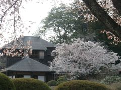 水戸偕楽園の桜と石岡・土浦の桜めぐり
