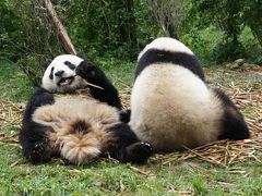 2012年GW四川省の旅　その１～パンダを見る