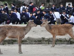 春の奈良公園・日本の世界遺産「興福寺＆東大寺」