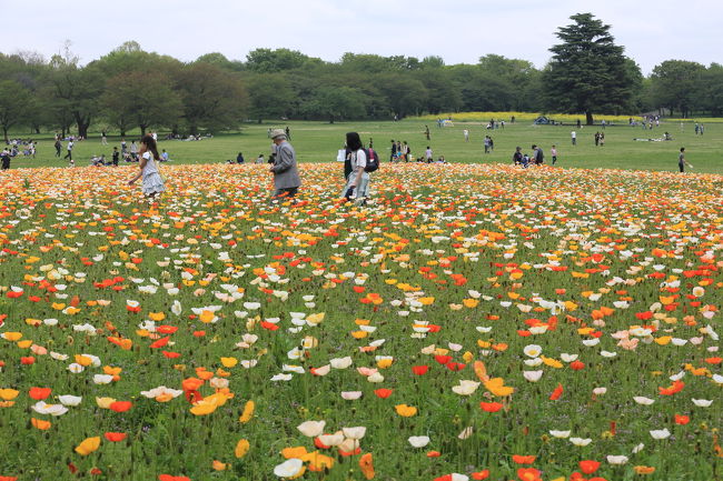 昭和記念公園ファン倶楽部に参加して、ずっと幽霊部員でしたが、やっとこオフ会に参加することができましたっ！<br /><br />●昭和記念公園ファン倶楽部コミュニティーはこちら<br />http://4travel.jp/community/main/10000716/