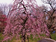 府中郷土の森博物館　梅まつり後も見ごろ　☆月影枝垂・白加賀・紅千鳥など