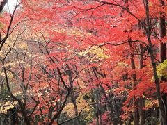 鶏足寺の紅葉　2011