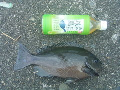 横浜の沖堤防で釣りしてたら　そいつが来たんで、足元ずぶ濡れ！