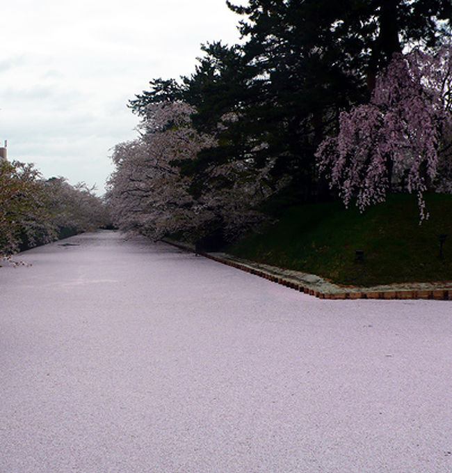 前日の夕方、津軽半島某所にある旦那の実家に到着。新聞を見ると、な、なんと、弘前城の桜は5月1日に満開を迎えてしまったとのこと！<br />えーっ、確か4月27日に開花したので、満開は3日 or 4日と聞いていたのにぃ。<br /><br />どうやら開花後の好天で一気に花開いてしまったらしい。<br />しかも好天は今日までで、明日から思い切り荒れるらしい。<br /><br />いかーーん！！弘前で桜を見ないと何のために青森に来たのかわかりません。どぉす、どぉす？（注：どうする？）<br />天気予報を何度も確認し、翌朝９時以降の雨の確率が90％であることを確認。ってことは、9時前に行けばいいんだな？そうだな？（そうか？）<br /><br />ということで、「９時前にしっかり桜を堪能する」を目標に弘前に行くことと相成りました。雨よ、降らないでくれぃ！！<br /><br />※本旅行記の後半は、恐らく80～90年代くらいに弘前大学に通ってた人だけにしか通じないことばっかりだと思いますが、どぞ、ご容赦くださいませ。