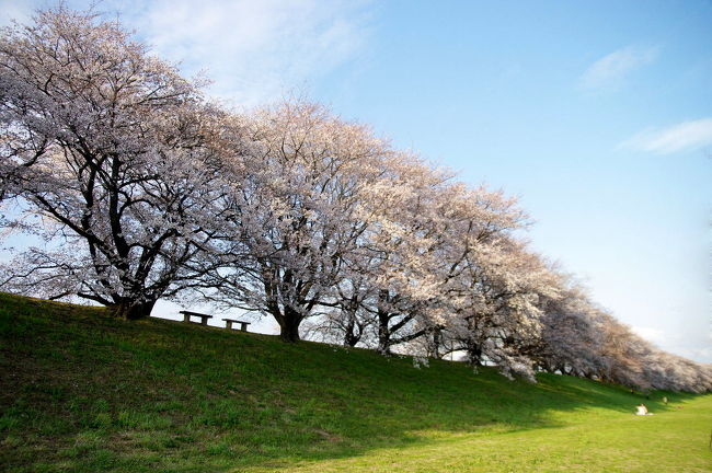 木津川と宇治川を分ける背割堤<br />ソメイヨシノが約250本、1.4キロメートル続く桜並木は圧巻です。<br /><br />昭和50年代までは松並木で知られ、別名「山城の橋立」と呼ばれる景勝地だったそうですが、害虫被害などで全滅したため、1978年に桜に植え替えられ、いまでは桜の名所となっています。<br /><br />以前から一度ゆっくり訪れたいと思っていた背割堤<br />青空の下、長閑な桜風景を満喫しました。