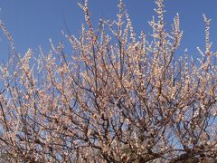 ＩＣＵ（国際基督教大学）で桜ならぬ梅を愛でるの巻 　２０１２年３月