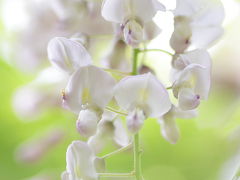 春日大社 万葉植物園の藤 2012