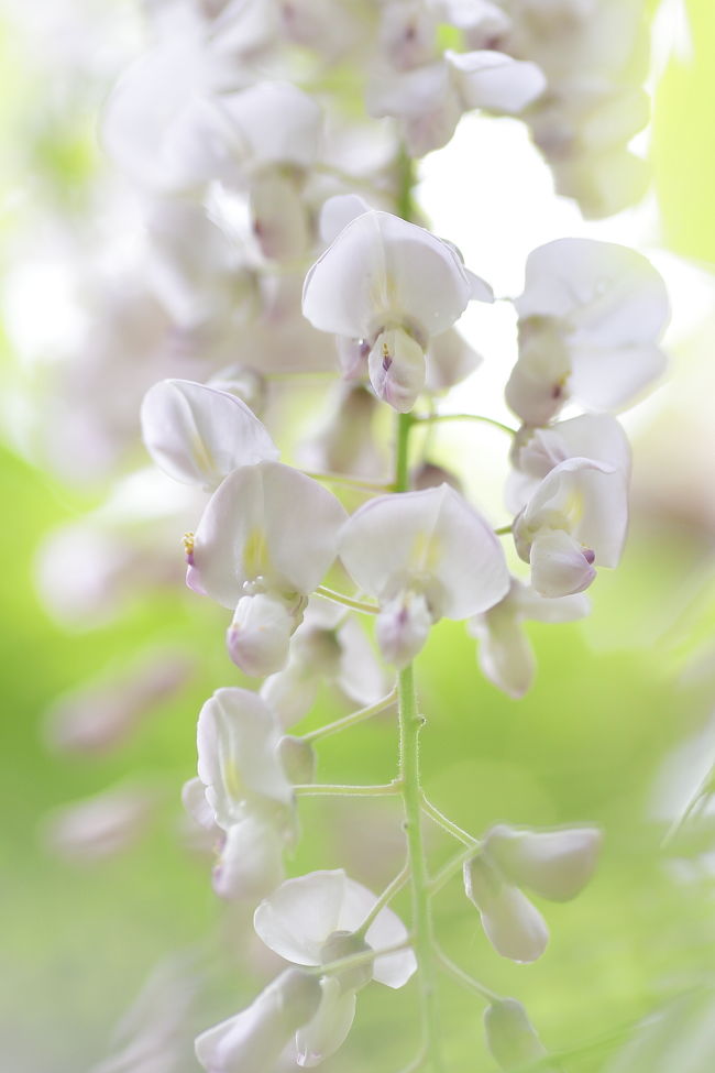 GW最終日、午前中は強風で大粒の雨が降っていたので、出掛けるのを止めようかとおもっていたところ、午後から強い日差しが差し込むほどの晴天。<br /><br />この週末で藤は終わりに違いないので、出掛けるしかない！<br /><br />●万葉植物園オフィシャルサイト<br />http://www.kasugataisha.or.jp/h_s_tearoom/manyou-s/