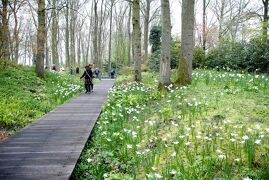 Netherlands マダムＧといく８婆ｓオランダ花紀行 (5/18) 　キューヘンホフその他の花　～ミツバチばあやの冒険～