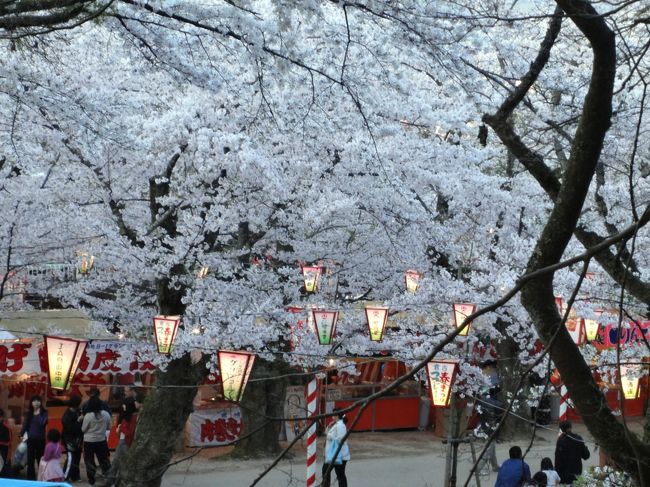 １週間位しか楽しめない桜ですが、今年の鳥取の桜は週末に満開を迎え、天気にも恵まれ、本当に楽しく、愛でる事ができました。<br /><br />2012年最後は、地元倉吉打吹（うつぶき）公園の桜です。<br /><br />桜とツツジの綺麗な公園で、倉吉のシンボル打吹山にあり、日本さくら名所100選、日本の都市公園100選、森林浴の森100選等に選ばれている山陰を代表する都市公園の一つです。<br /><br />奥様の実家に近く、我が家にとっては身近な場所です。<br /><br />この地に縁のない私でしたが、里帰り出産の娘が生まれ、初めて対面した時に、しみじみとわき出てくる不思議な感情を、桜の下で噛みしめていました。<br /><br />息子も幼稚園は公園の下にあり、桜の時期はお花見をしたり、義父母に連れられ、屋台探検していた馴染みの深い場所だと思います。<br /><br />園内には動物園や博物館、茶屋、池、展望台が点在し、散策路が巡らされた桜4千本、ツツジ4万本が植栽されている山陰屈指の桜の名所です。<br /><br />